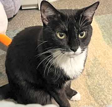 Photo of Felicia - Available in Foster