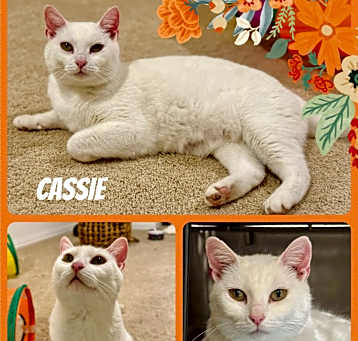 Photo of Cassie