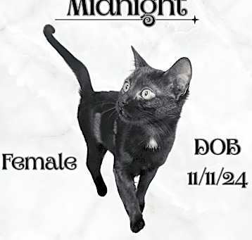 Photo of Midnight