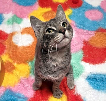 Photo of Jello