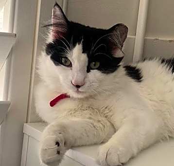 Photo of Pipper