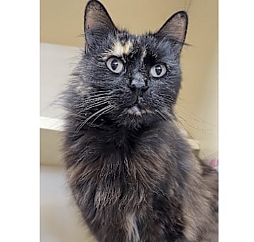 Photo of Henrietta