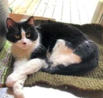Photo of Ganymede *declawed*