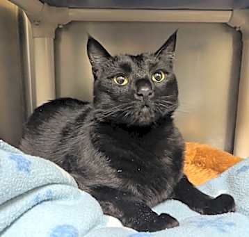 Photo of Toothless