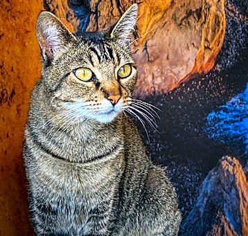 Photo of Salem