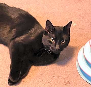 Photo of Black Jack