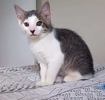 Photo of Jelly Bean