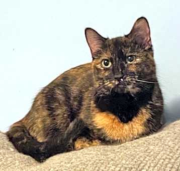 Photo of Ember