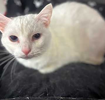 Photo of Marshmallow 