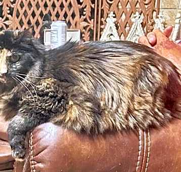 Photo of Miss Priss