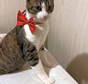 Photo of Friendly Boy - Courtesy Post