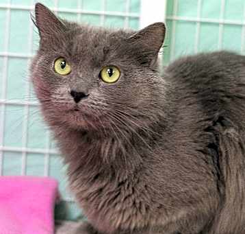 Photo of Smokey
