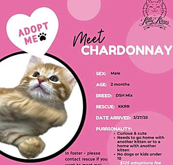 Photo of Chardonnay