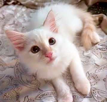 Photo of Dandelion