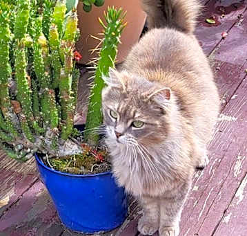 Photo of Grizabella