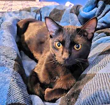 Photo of Scout