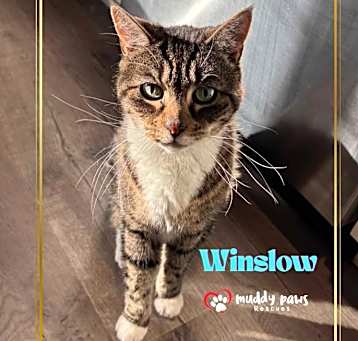 Photo of Winslow (Courtesy Post)