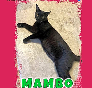 Photo of Mambo