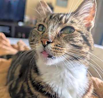 Photo of Jeni  ***needs long term foster***