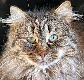 Photo of Sweetie