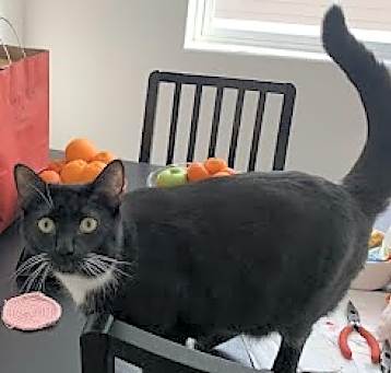 Photo of T'Challa (Marvel litter)