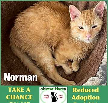 Photo of Norman