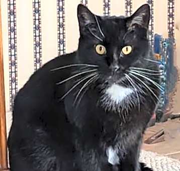 Photo of Romeo