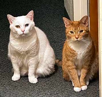 Photo of Kebab and Iana