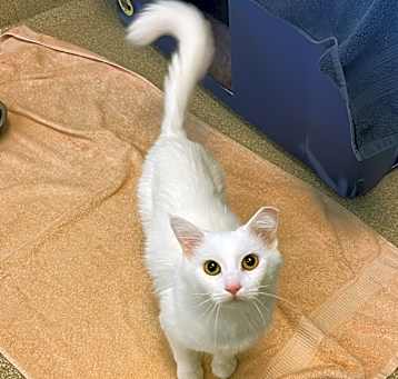 Photo of Yelena-I'm in a foster home-ask to visit me!