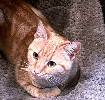 Photo of Kibby