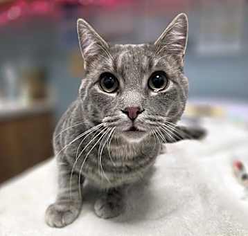 Photo of Gravy
