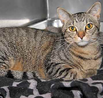 Photo of Carrot (Neutered)