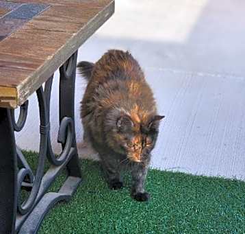 Photo of Cranberry