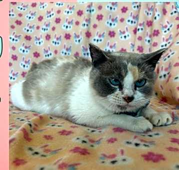 Photo of Tulia