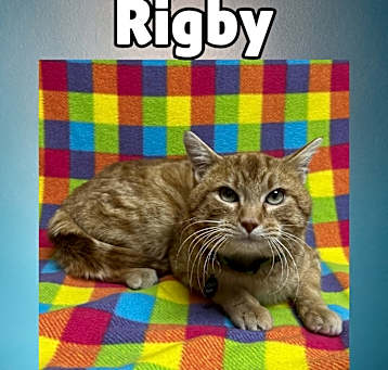 Photo of Rigby
