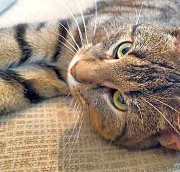 Photo of Little Mister