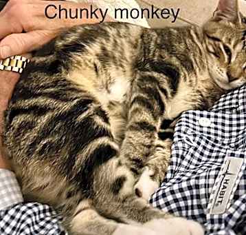 Photo of Chunky Monkey