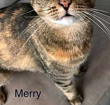 Photo of Merry