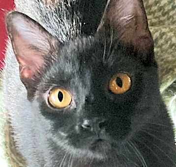 Photo of Prynne