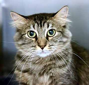 Photo of Clover