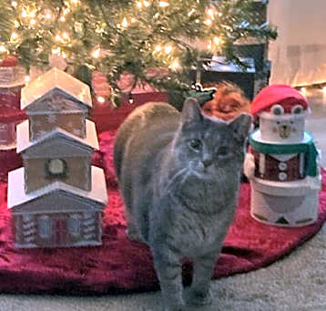 Photo of Jasmine