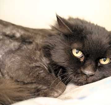 Photo of Obie