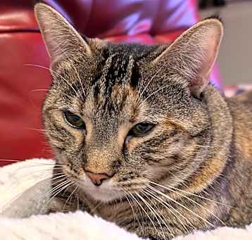 Photo of Nermal