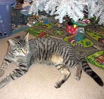 Photo of Tiger