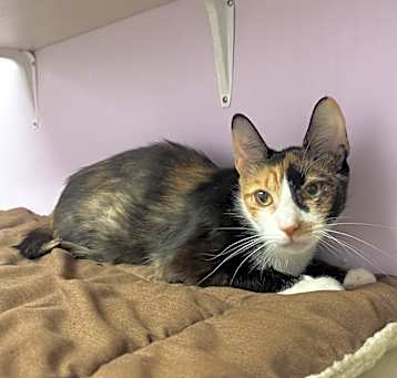 Photo of Catti B