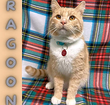 Photo of Ragoon