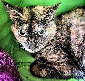 Photo of NIBBLES