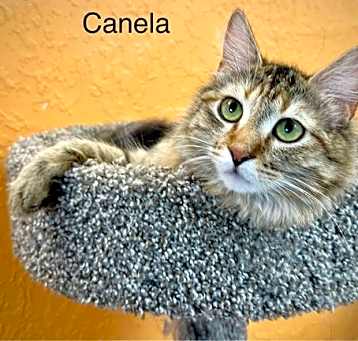 Photo of Canela