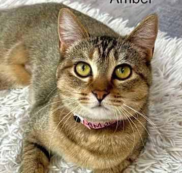Photo of Amber