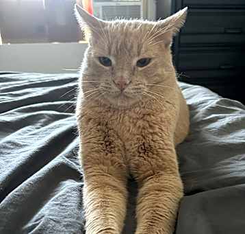 Photo of Cosmo